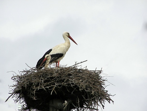 鳥と巣