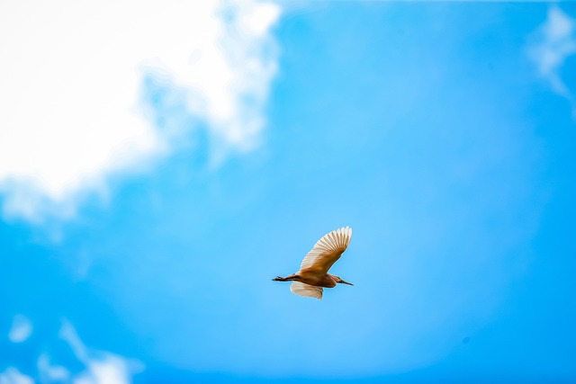 青空と鳥