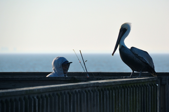 人と鳥