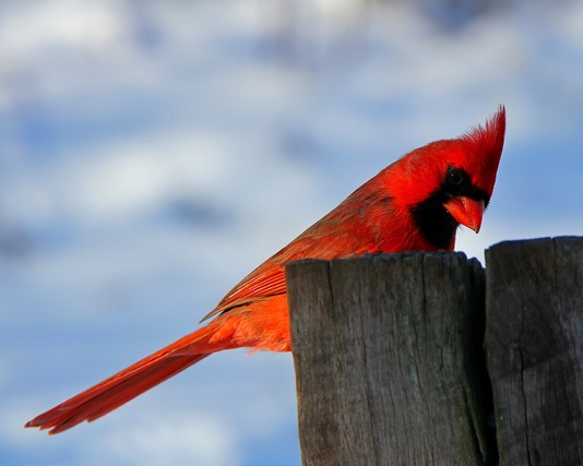 真っ赤な鳥