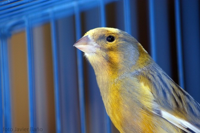 籠の中の鳥