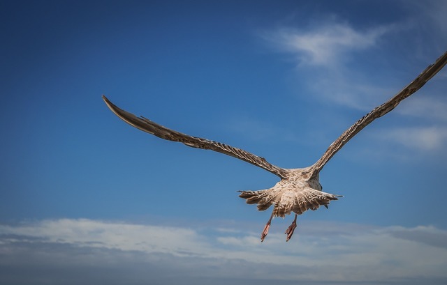 鳥の後ろ姿