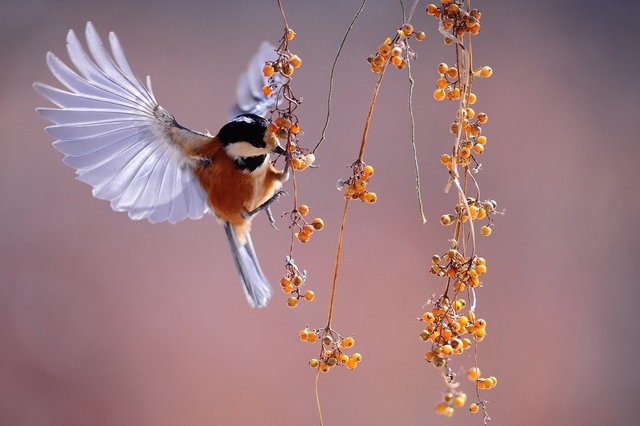 綺麗な鳥