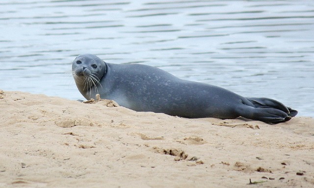 砂浜に横たわるアザラシ