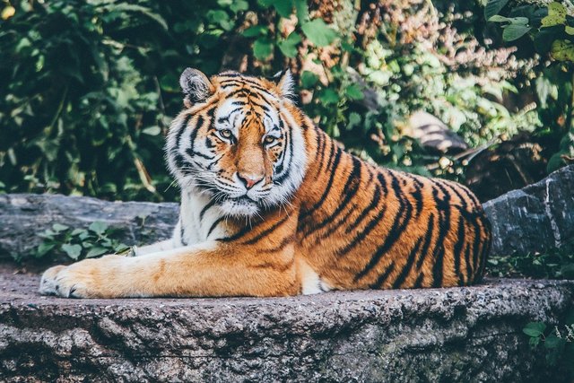 動物園のトラ