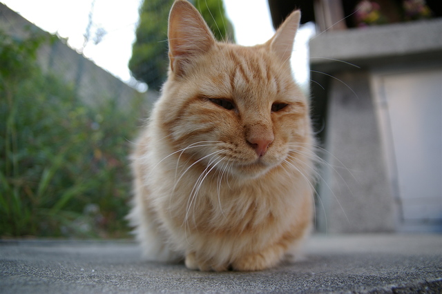 座っている茶トラ猫