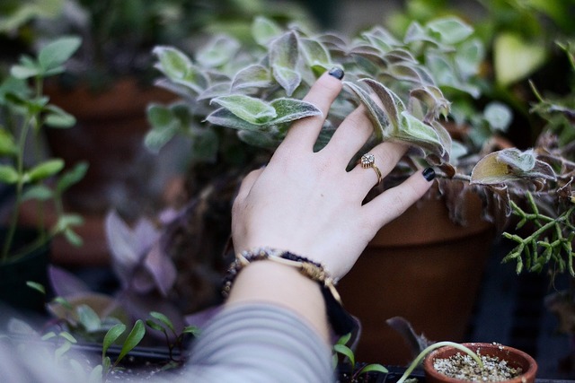 植物を触る様子