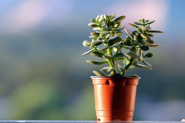 観葉植物がある光景