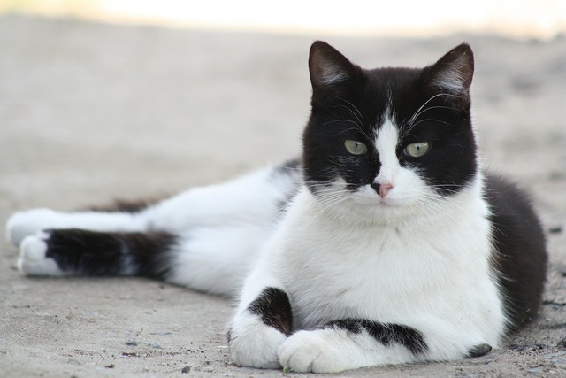 地面に寝転がる猫