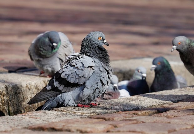 鳥の群れ