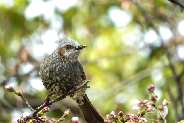 木に止まる鳥