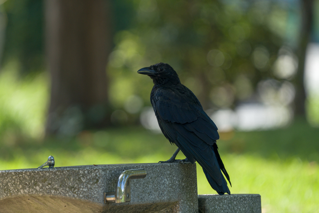 一匹のカラス