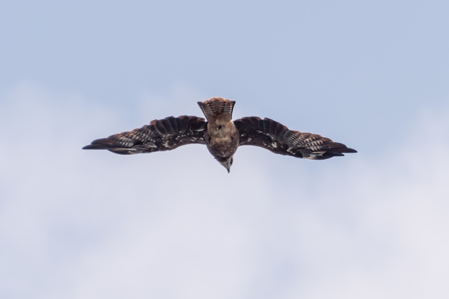 空を飛ぶ鳥