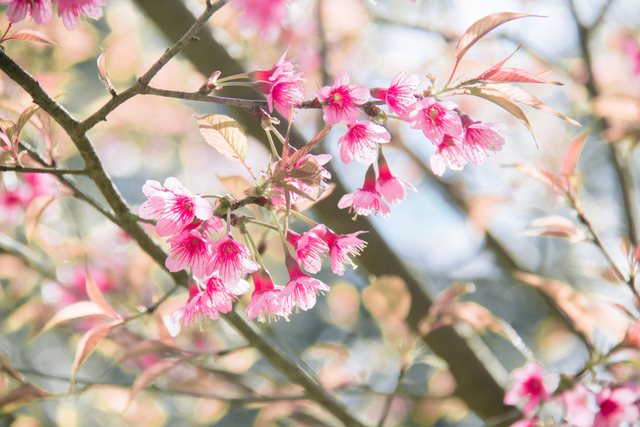 桜の木