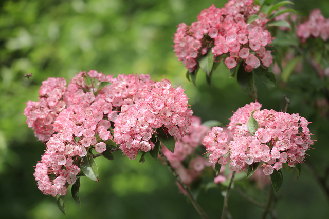 蜂