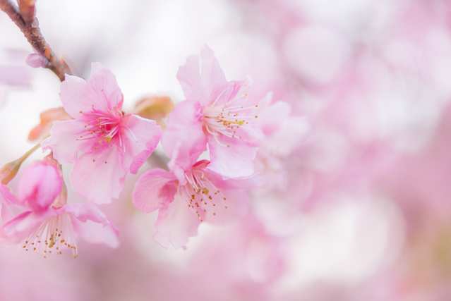 桜の花