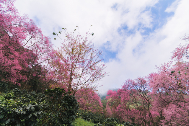 咲きほこる山桜