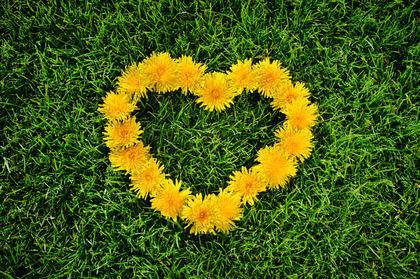 タンポポで作ったハート