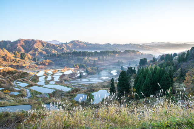 田んぼの風景