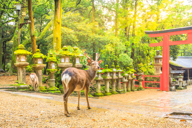 神社と鹿