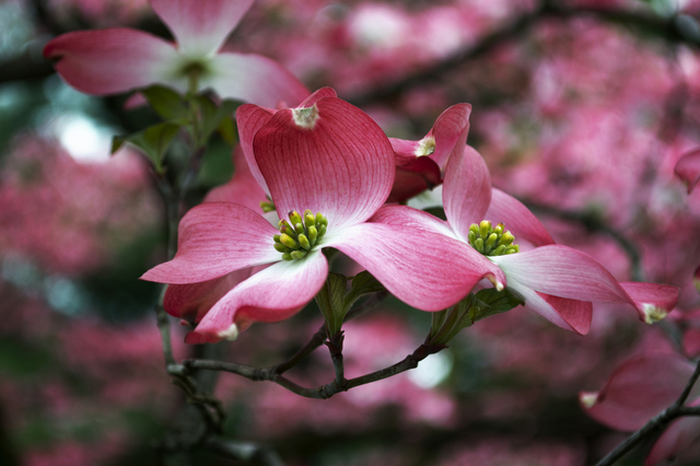 綺麗な花