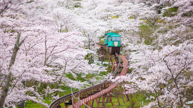 桜と電車